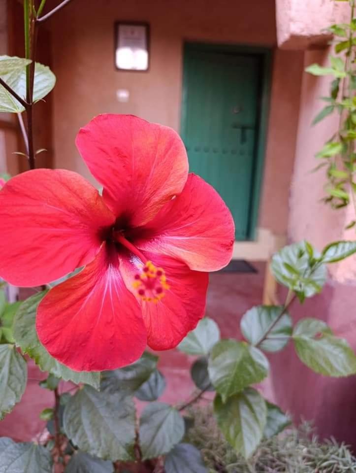 Les Jardins Du M'Goun Acomodação com café da manhã Kelaat-M'Gouna Exterior foto
